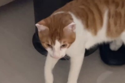 Naughty Cat Momo Turns Home into a Water Park: Cora's Hilarious Flooding Mishap