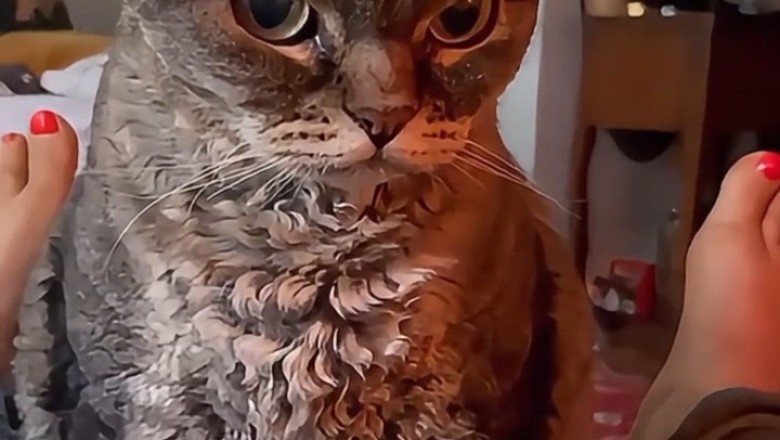 No Joke: Cats Just Want to Be Funny!