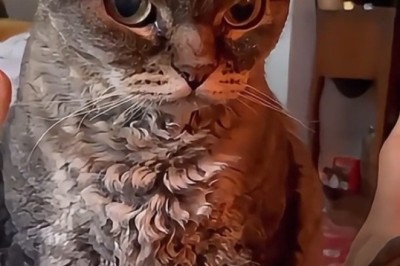 No Joke: Cats Just Want to Be Funny!