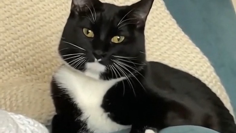 When Pets Go Wild: Hilarious Moments You Can't Miss!