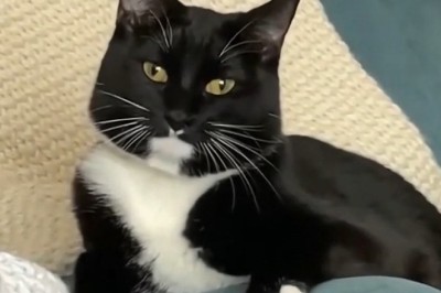 When Pets Go Wild: Hilarious Moments You Can't Miss!