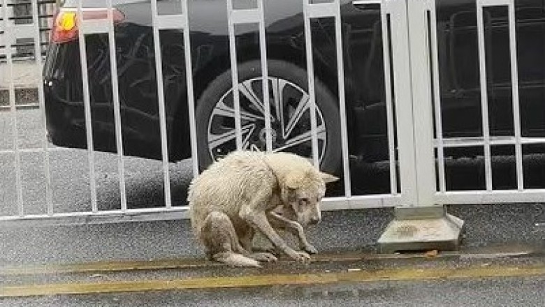 Against All Odds: The Inspiring Rescue of a Brave Little Dog