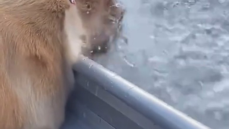 Hilarious Pet Antics: Dogs and Cats Doing the Funniest Things! 😂