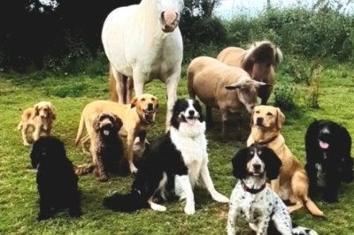 Meet Jimmy: The Miniature Horse Who Thinks He's a Dog!
