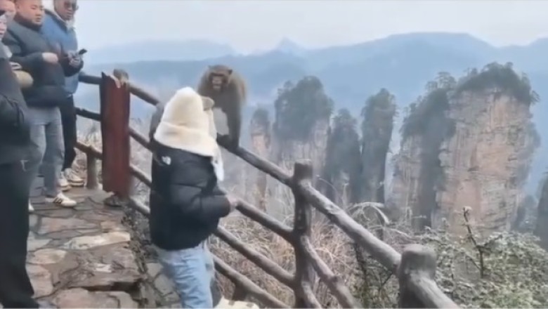 Tourist Punches Monkey in Hilarious Encounter at Zhangjiajie National Park
