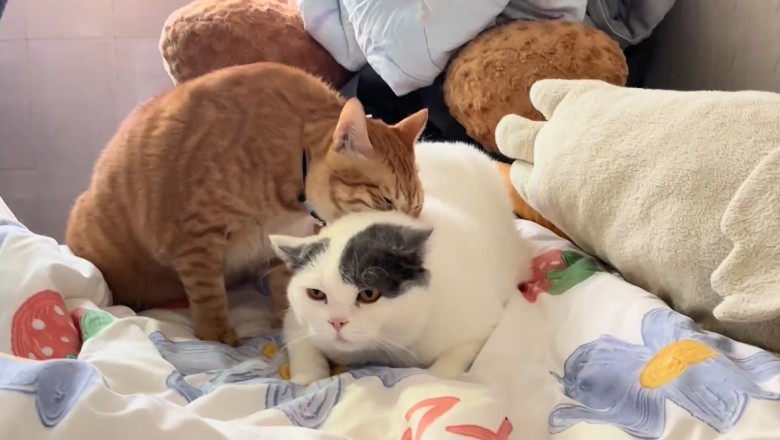 Feline Frenzy: The Hilarious Adventures of Two Cats!