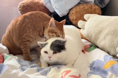 Feline Frenzy: The Hilarious Adventures of Two Cats!