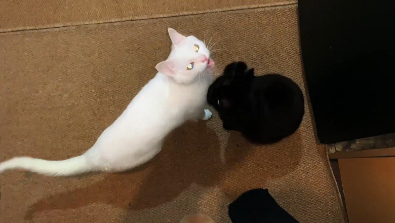 Fur-tastic Fiasco: The Great White Cat & Black Cat Showdown!