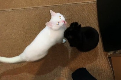 Fur-tastic Fiasco: The Great White Cat & Black Cat Showdown!