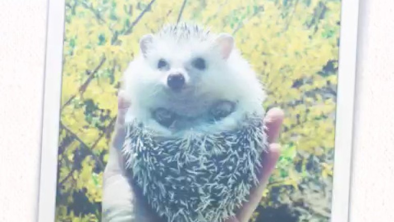 Hedgehog Shenanigans: A Hilarious Photo Video Compilation!