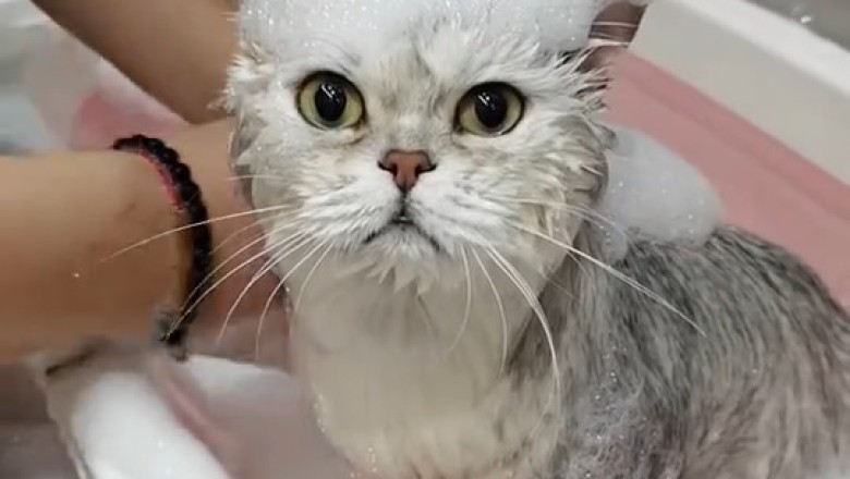 Hilarious Cat Bath Fail!, Epic Cat Bath Time!, Cat Bath Gone Wrong!