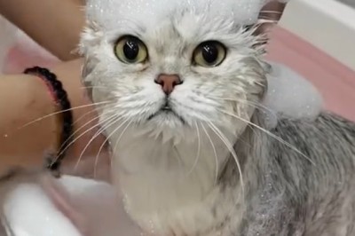 Hilarious Cat Bath Fail!, Epic Cat Bath Time!, Cat Bath Gone Wrong!