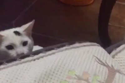 INCREDIBLY FAST CAT HAND! 🤯 You Won't Believe This!