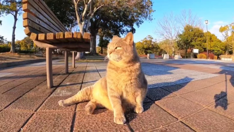 Mr. Whiskers: The Nicest Cat You'll Ever Meet!