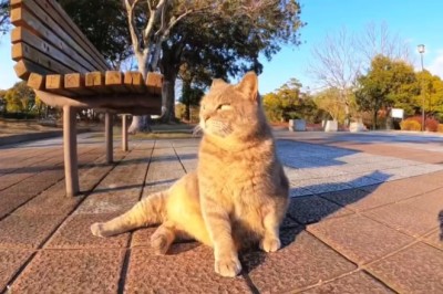 Mr. Whiskers: The Nicest Cat You'll Ever Meet!