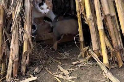 Pawsome Pals: The Hilarious Cat and Puppy Adventures!