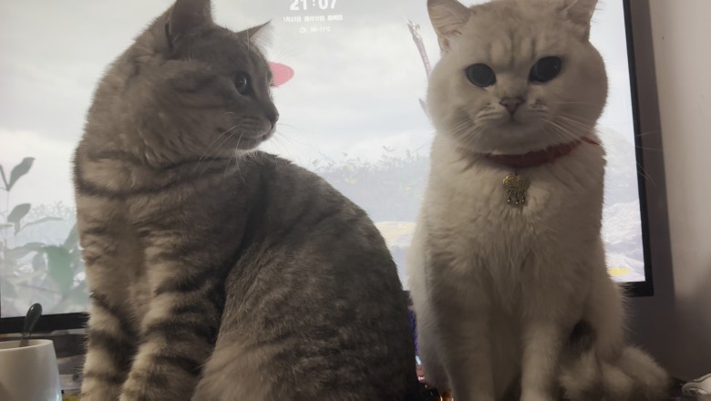 The Dynamic Duo: Two Beautiful Cats in Hilarious Antics!