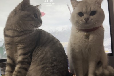 The Dynamic Duo: Two Beautiful Cats in Hilarious Antics!