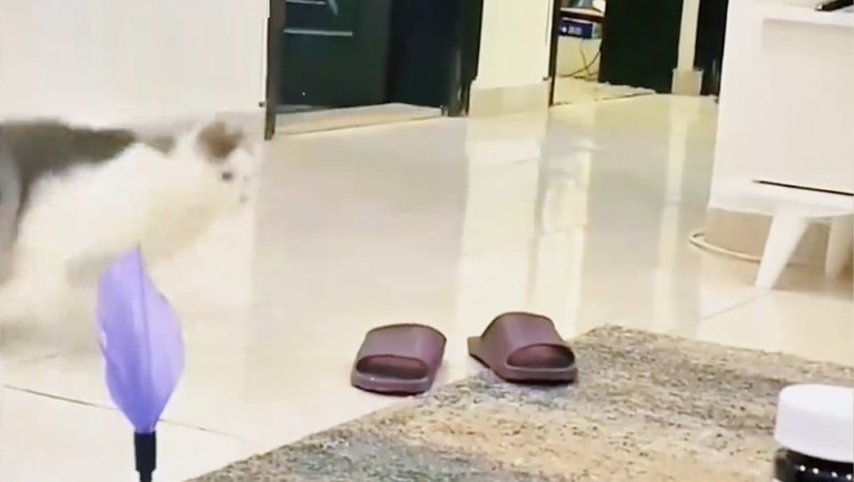 टम र जेरी वास्तविक जीवनमा! 😂 बिरालो र कुकुरको महायुद्ध!