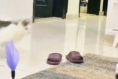 टम र जेरी वास्तविक जीवनमा! 😂 बिरालो र कुकुरको महायुद्ध!