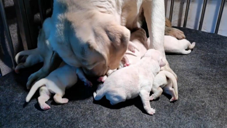 वाह! च्याम्पियन शितोउको बच्चा यति ठूलो जन्मियो!