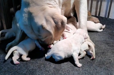 वाह! च्याम्पियन शितोउको बच्चा यति ठूलो जन्मियो!