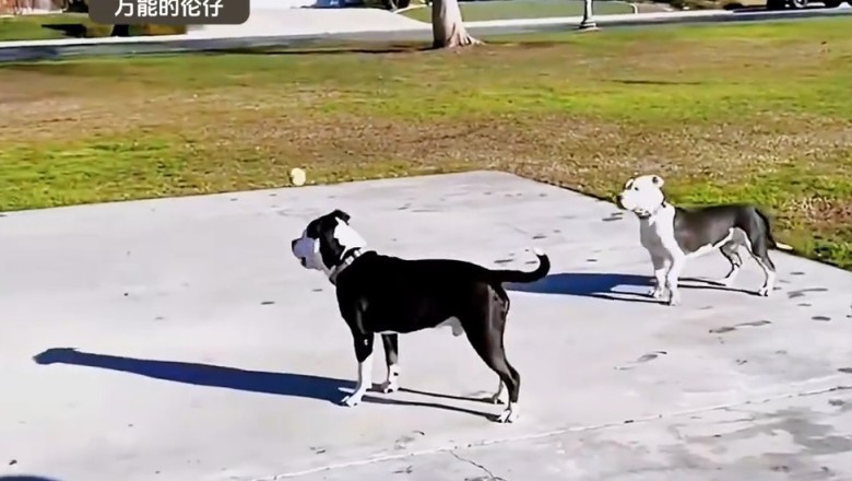 यी घरपालुवा जनावरहरूको हास्यास्पद गतिविधिहरूले तपाईंलाई हँसाउनेछ!