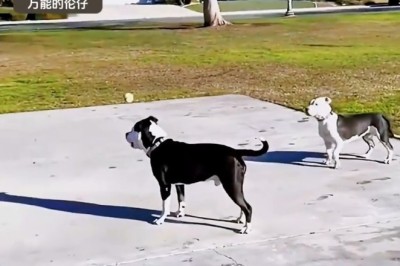 यी घरपालुवा जनावरहरूको हास्यास्पद गतिविधिहरूले तपाईंलाई हँसाउनेछ!