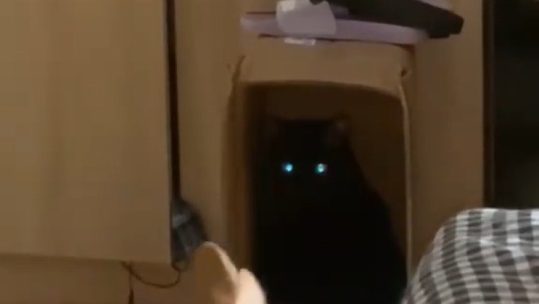 यी पाल्तु जनावरहरूको हास्यास्पद गतिविधिहरूले तपाईंको दिन बनाउनेछन्!