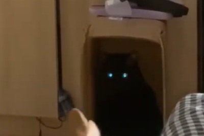 यी पाल्तु जनावरहरूको हास्यास्पद गतिविधिहरूले तपाईंको दिन बनाउनेछन्!