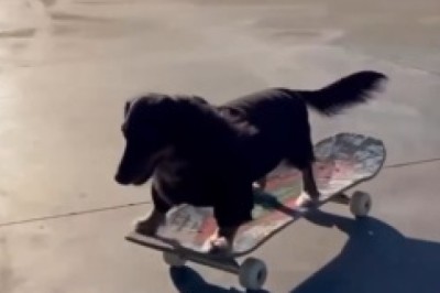 Epic Dog Slide Adventure: The Canine Who Loves to Glide!