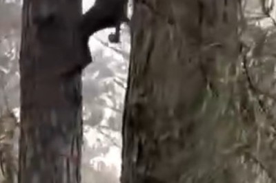 Epic Showdown: Dog vs. Bear – You Won't Believe What Happens!
