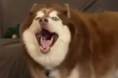 Huskies in an Apartment? Get Ready for a Hilarious Musical Experience!