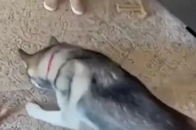 Pet Parade of Giggles: Hilarious Animal Antics That Will Make Your Day!