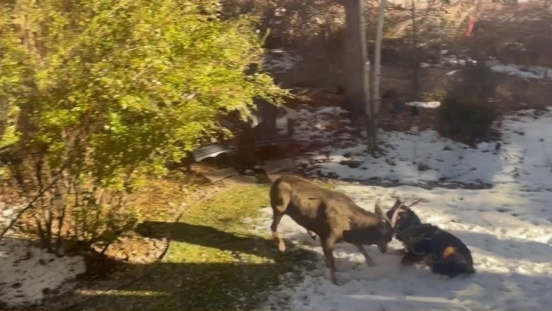 Shocking Moment: Family Dog Attacked by Stag in Denver Backyard