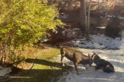 Shocking Moment: Family Dog Attacked by Stag in Denver Backyard
