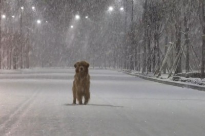 Snow Day Shenanigans: Watch This Dog's Hilarious Winter Fun!