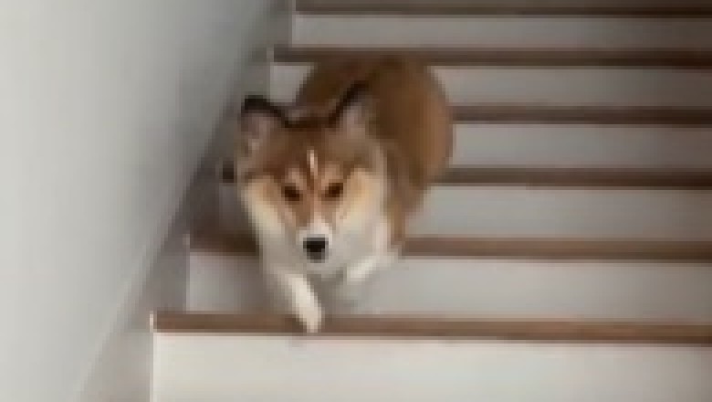 The Hilarious History of Dogs and Stairs: Improvise to Survive!