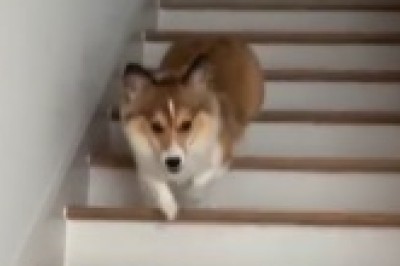 The Hilarious History of Dogs and Stairs: Improvise to Survive!