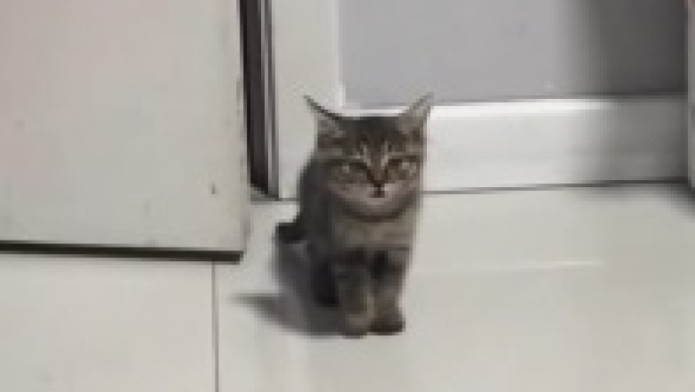 Unleashing Cuteness: The Adorable Kitten That Stole Our Hearts!