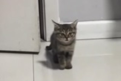 Unleashing Cuteness: The Adorable Kitten That Stole Our Hearts!