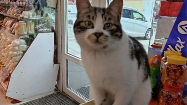 Lost and Found: The Incredible Story of Cholgira, the Chinese-Speaking Cat Kidnapped in Vladivostok!