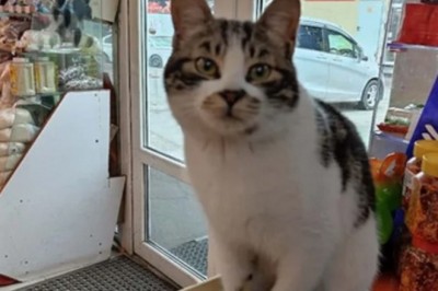 Lost and Found: The Incredible Story of Cholgira, the Chinese-Speaking Cat Kidnapped in Vladivostok!