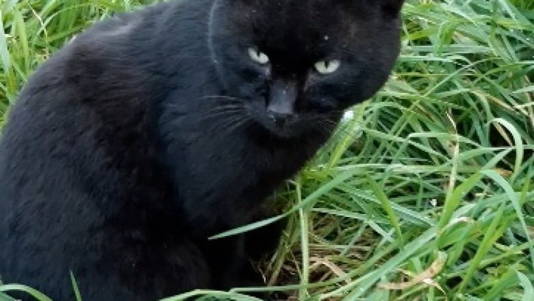 When Your Black Cat Thinks It's a Dog: Hilarious Moments Caught on Camera!