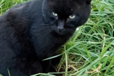 When Your Black Cat Thinks It's a Dog: Hilarious Moments Caught on Camera!