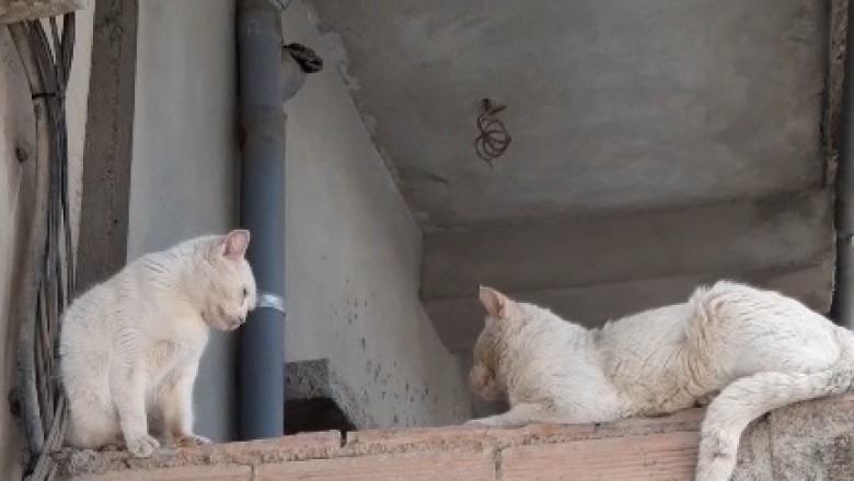 Adventures of a Street Cat: Life in North Africa