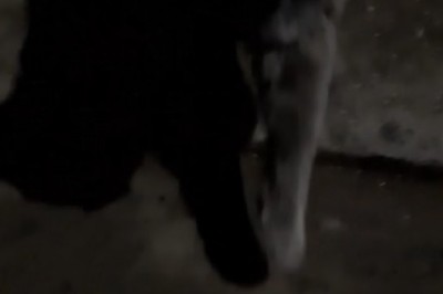 Dark Cats Unleashed: The Hilarious Antics of Our Shadowy Felines!