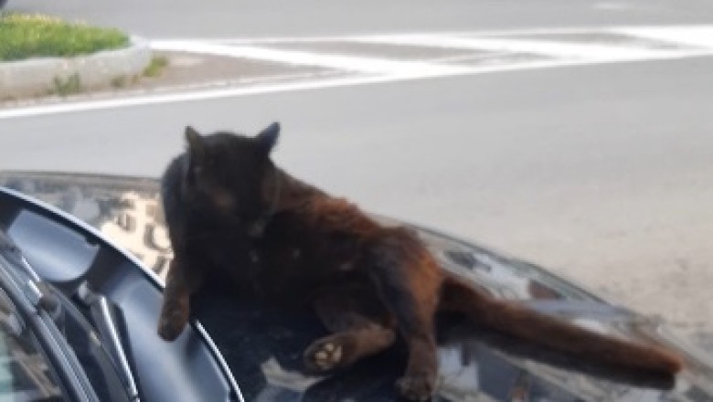 Haidara the Hilarious Street Cat: Feline Follies Unleashed!