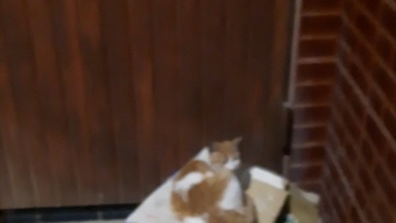 Street Snoozer: The Ultimate Cat Nap Compilation You Won't Want to Miss!