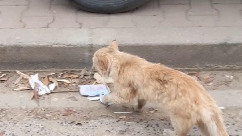 The Purr-fect Food Assistant: Street Cat on a Mission!